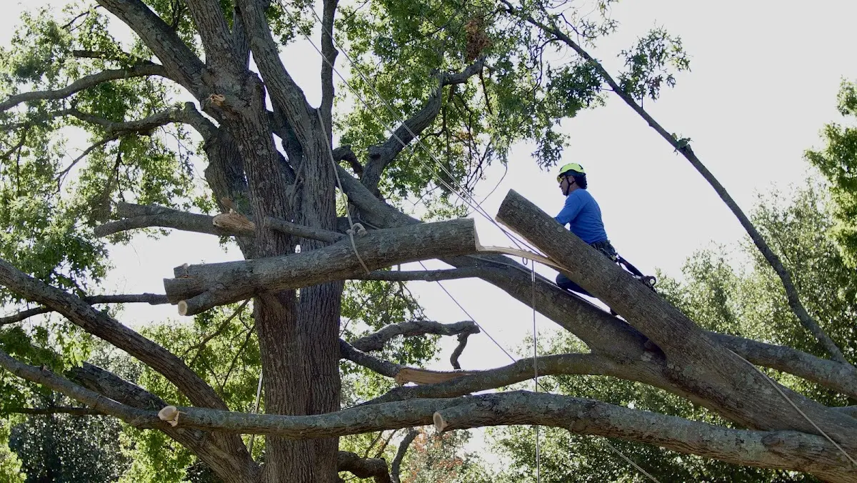 Professional Crown Thinning performed by certified arborists in Leopolis
