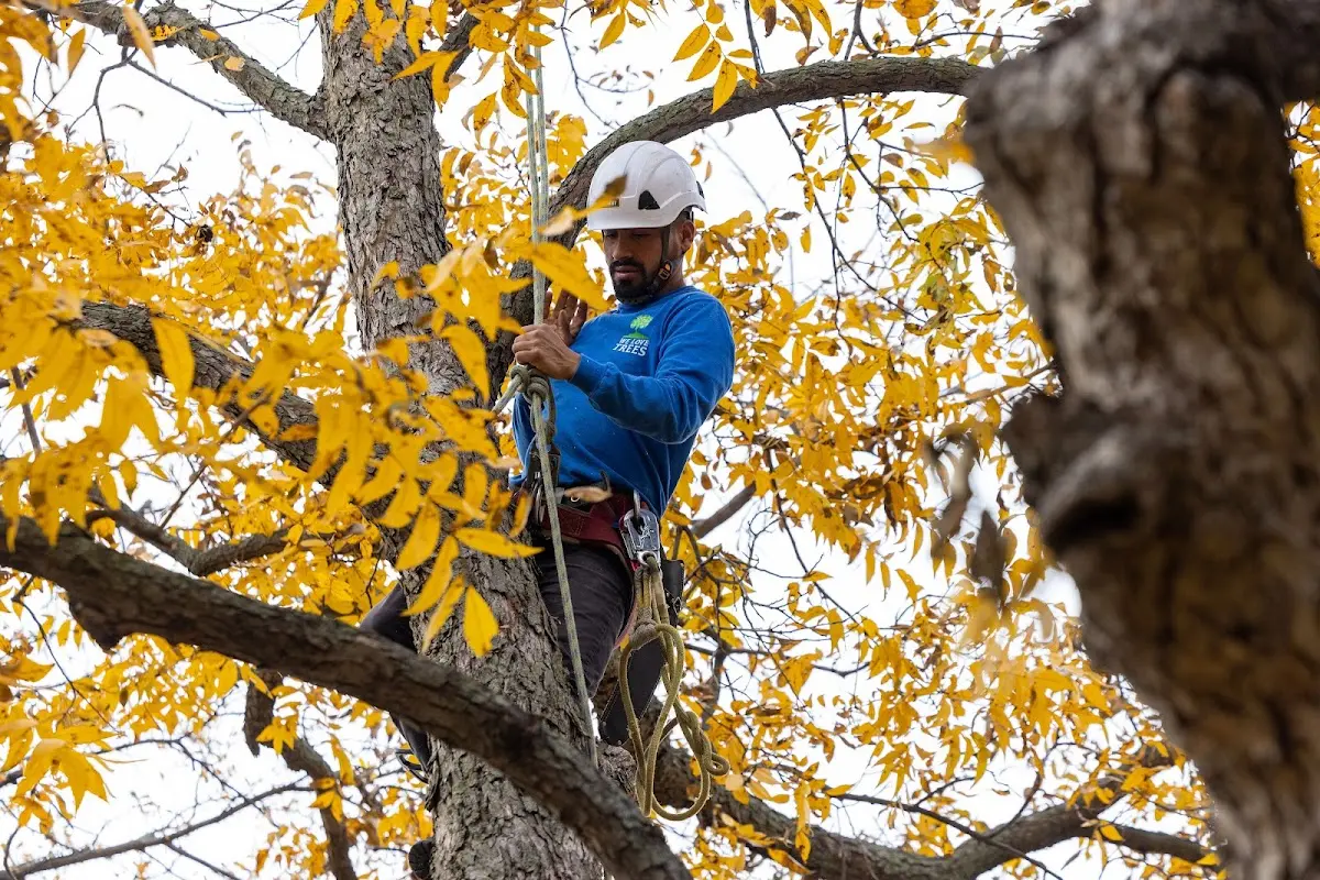 Skilled Storm Damage Cleanup crew working in Leopolis